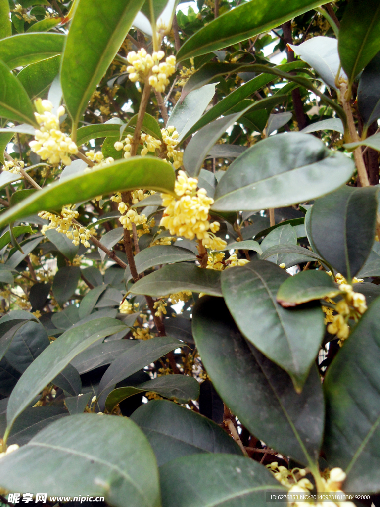 桂花