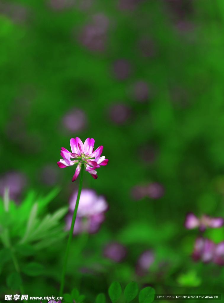 花儿