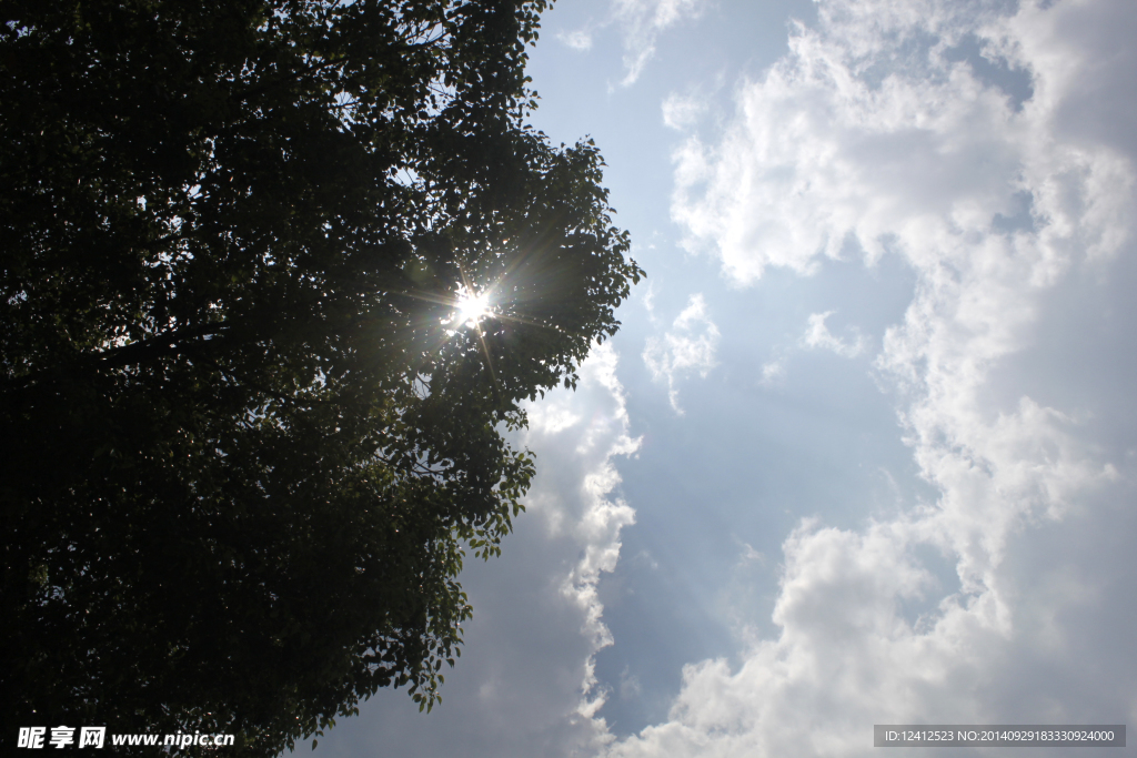 树叶太阳天空