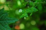 小白花