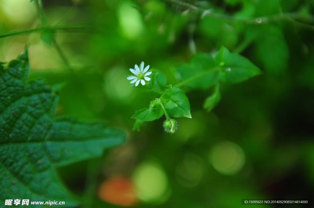 小白花