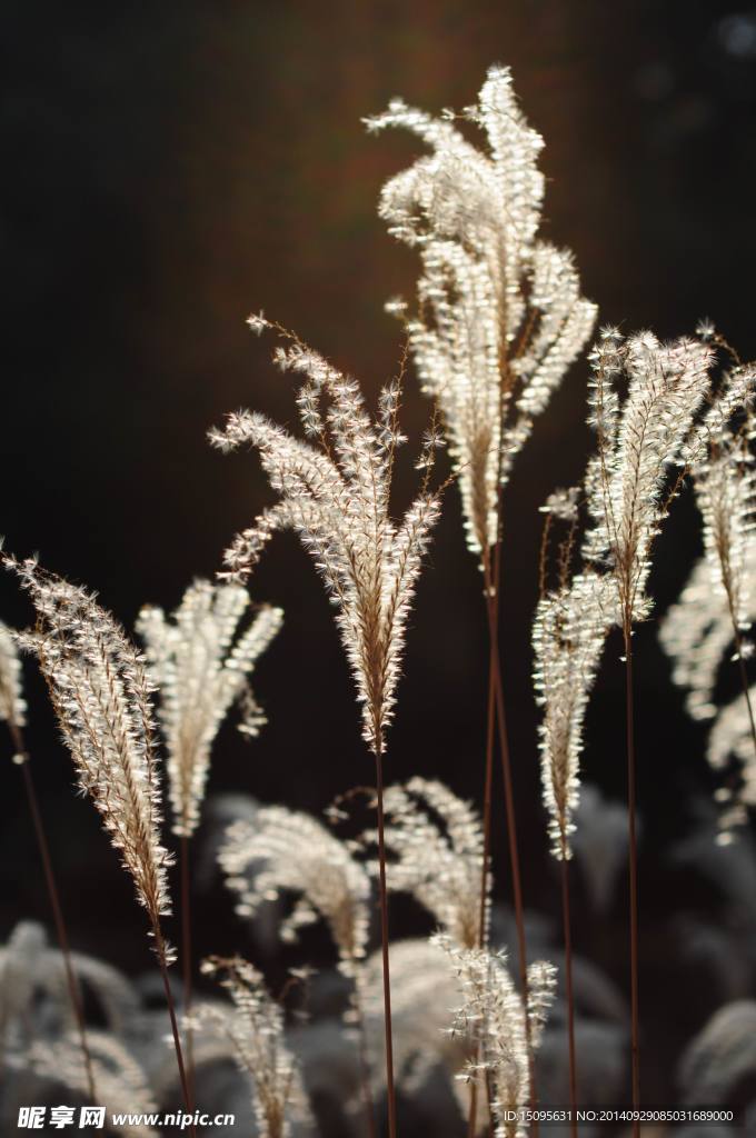 芦苇 芦苇荡 芦苇花