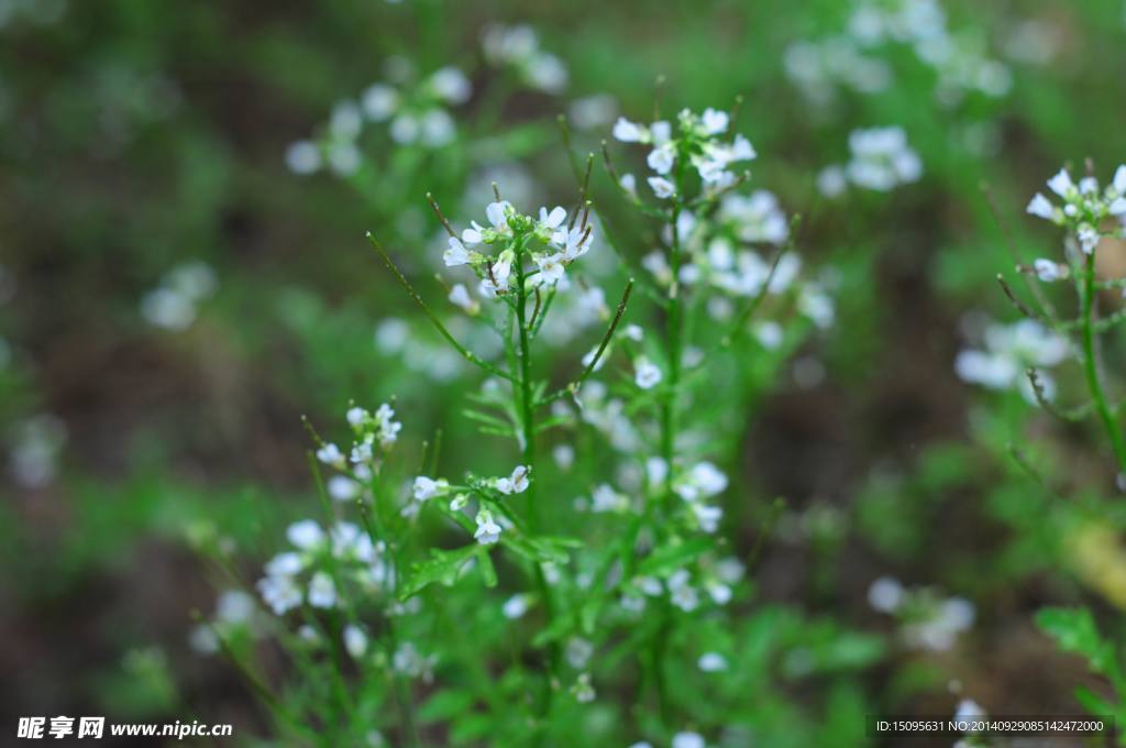 荠菜花