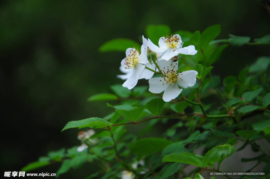 蔷薇花