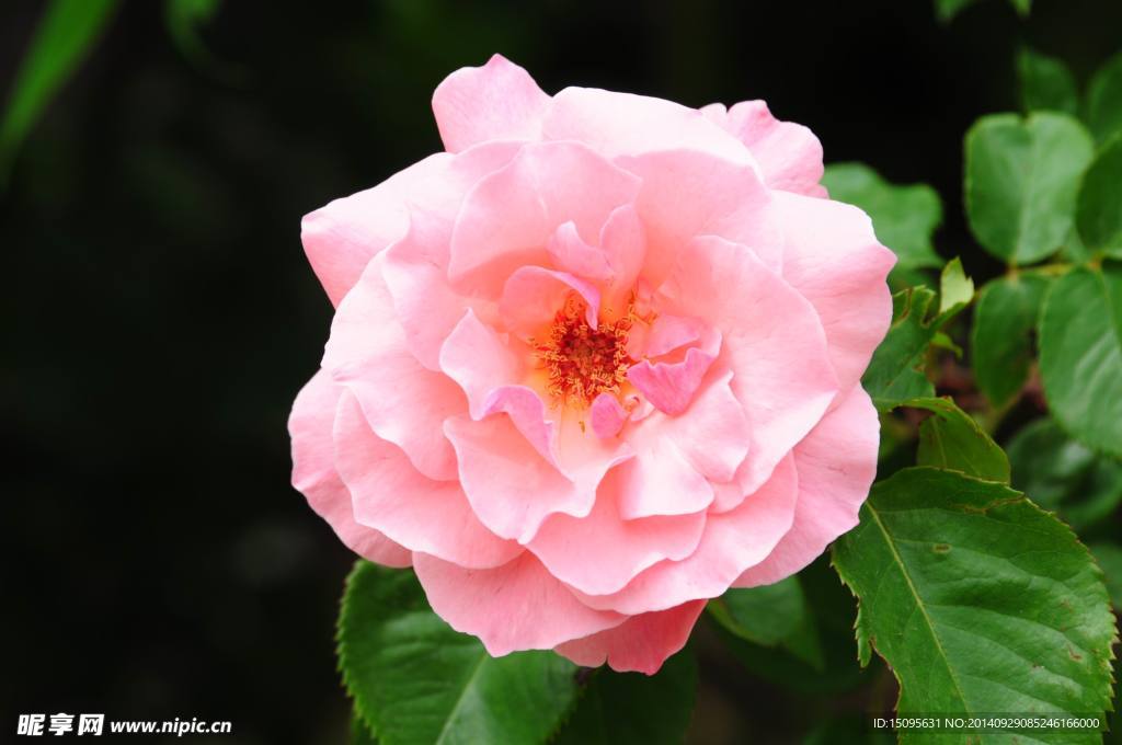 月季花