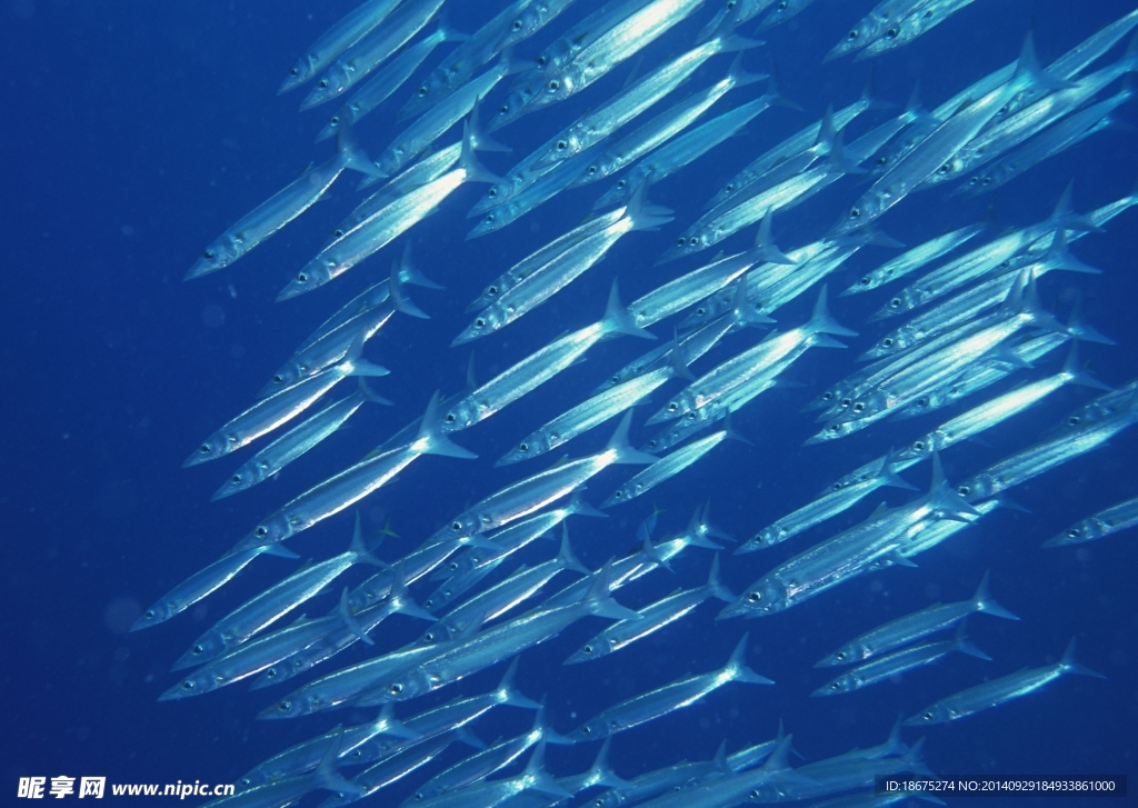 海洋生物