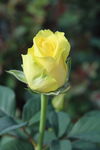 玫瑰花