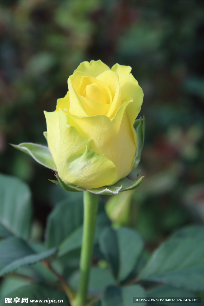 玫瑰花