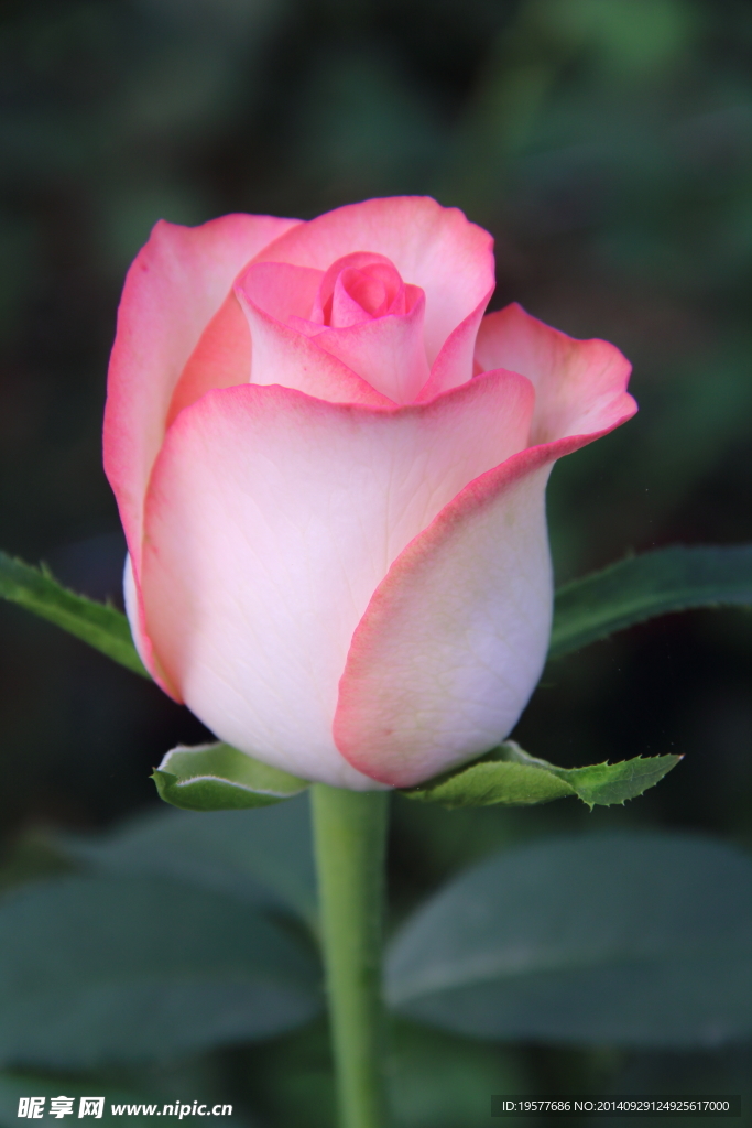 玫瑰花