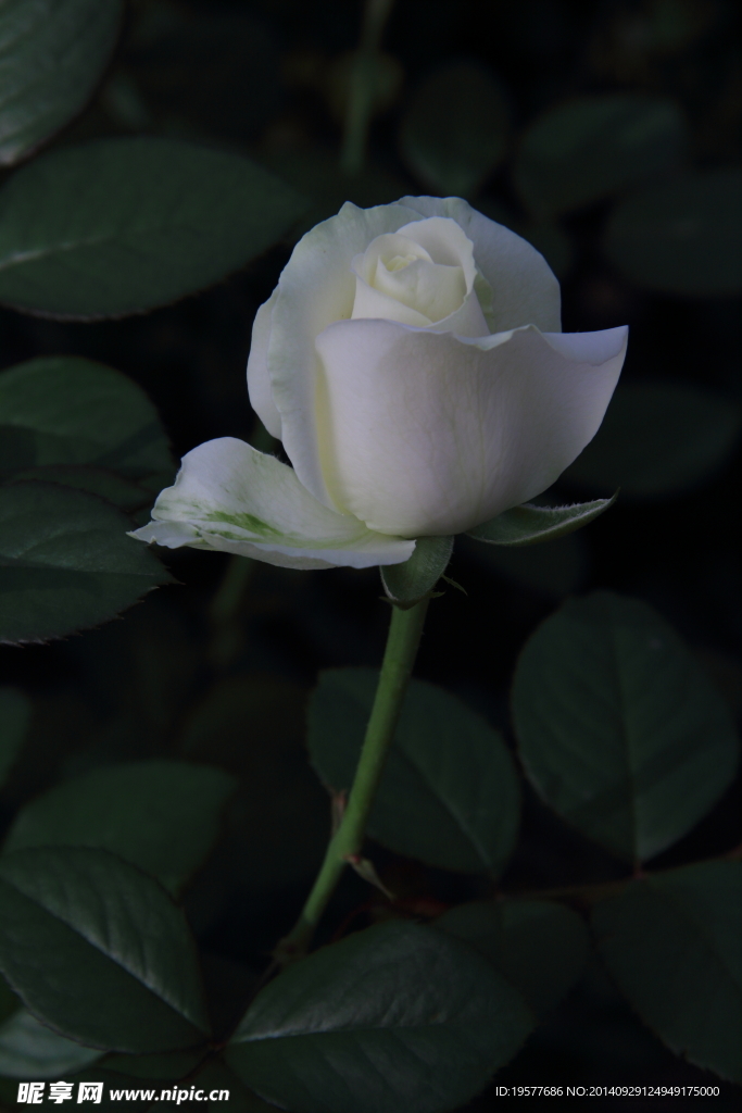 玫瑰花
