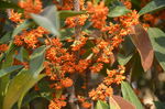 桂花