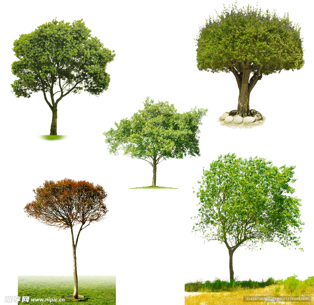 树木PSD素材
