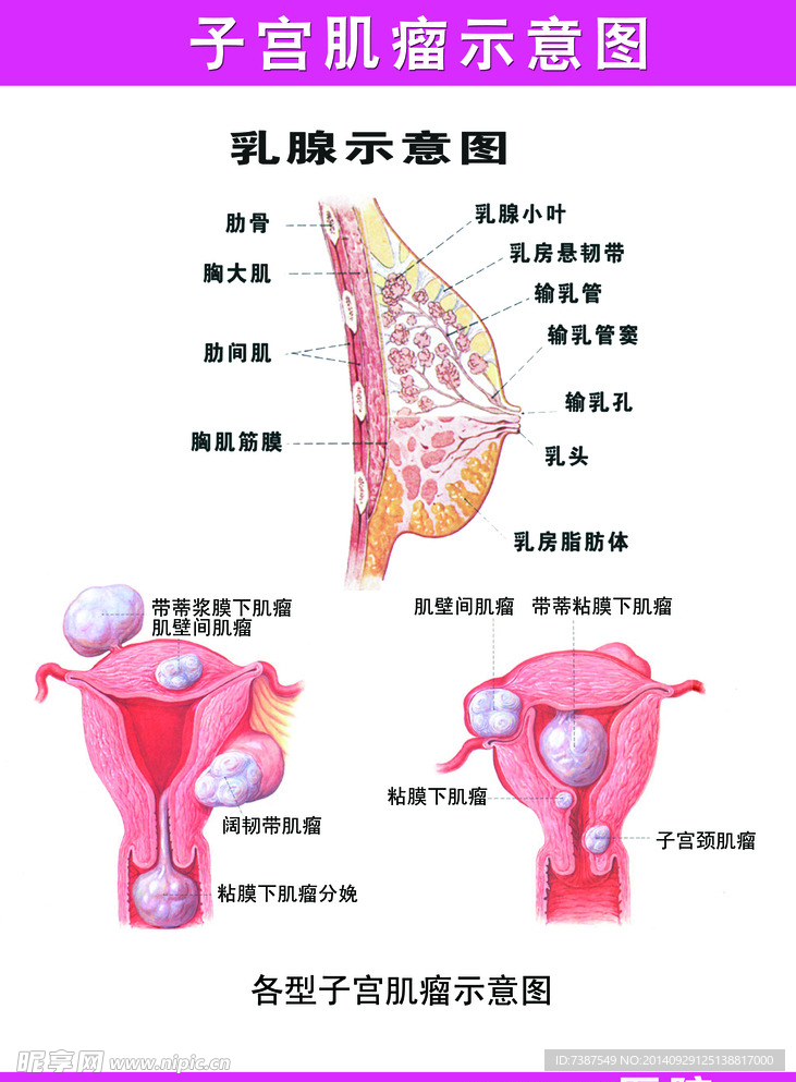 医院解剖图