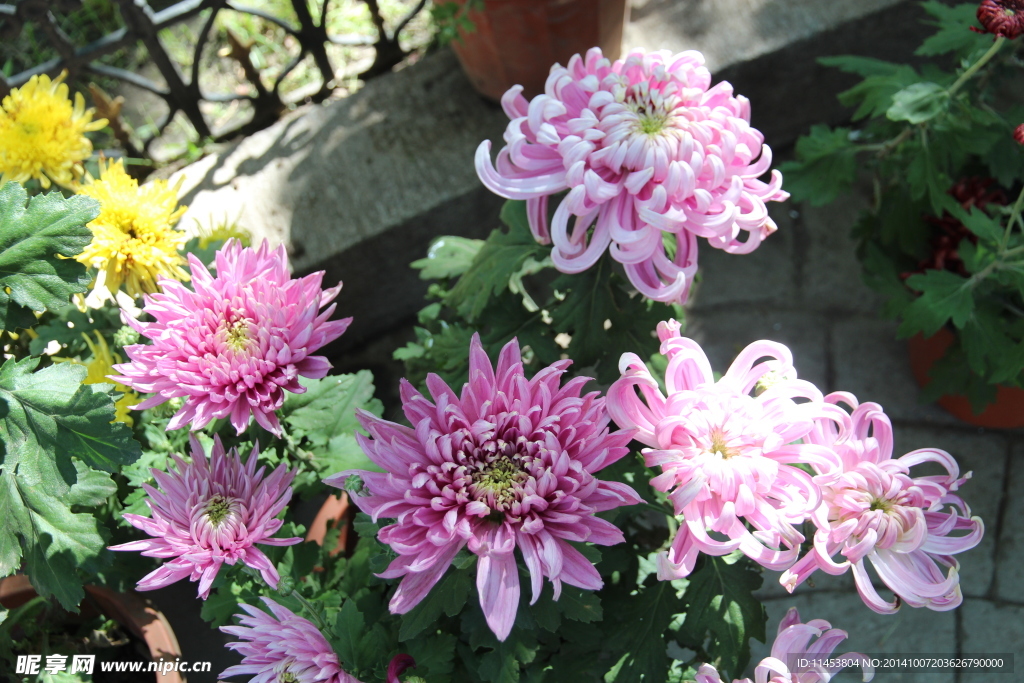 菊花
