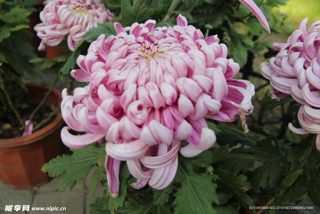 菊花