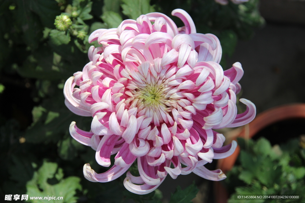 菊花