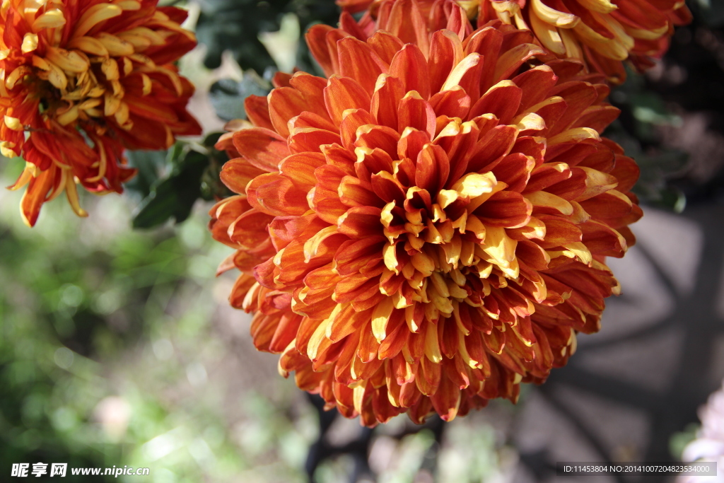 菊花