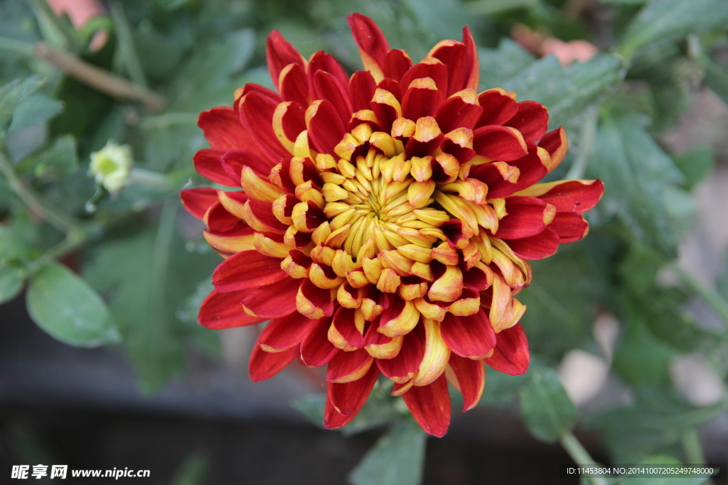 菊花