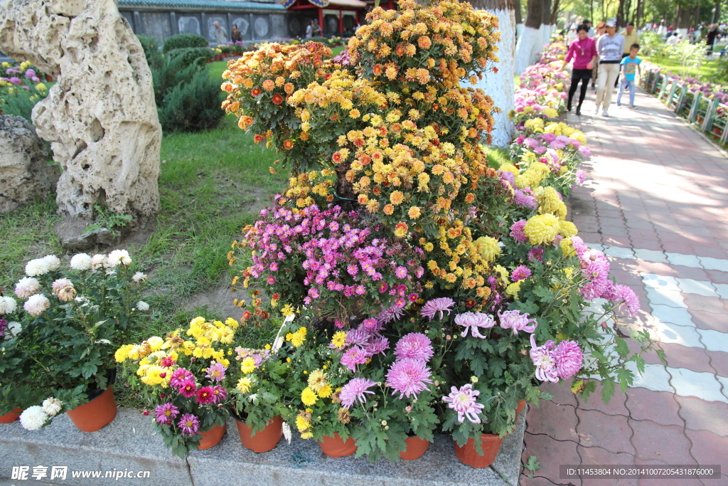 菊花