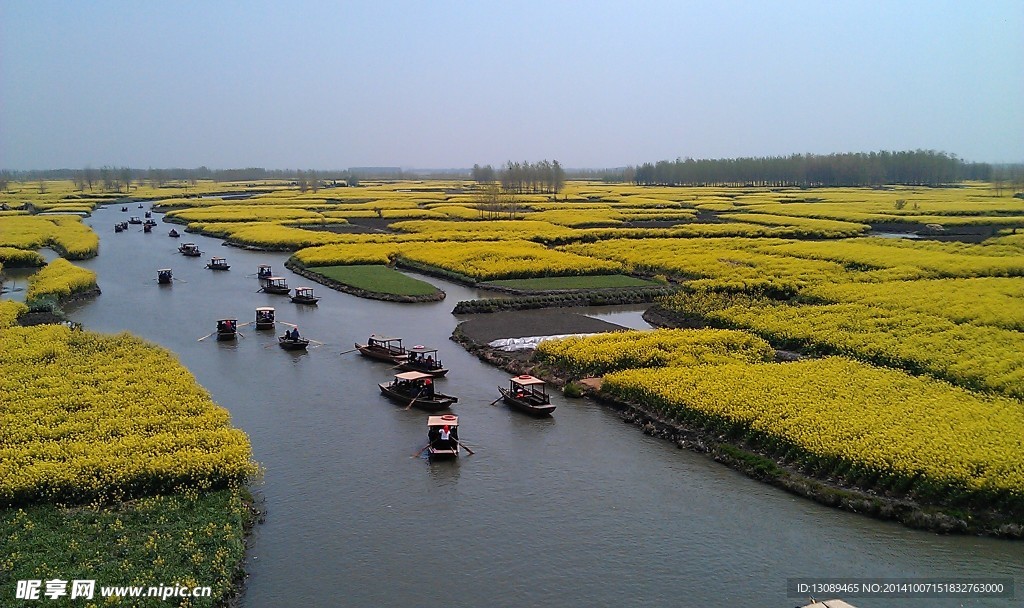 油菜花