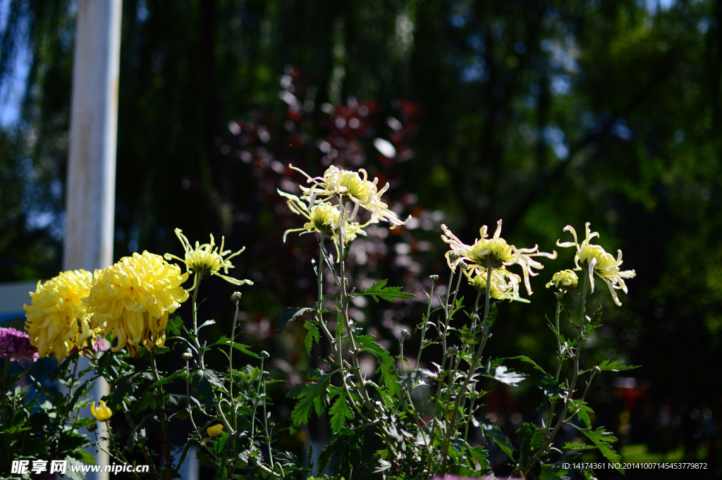秋菊