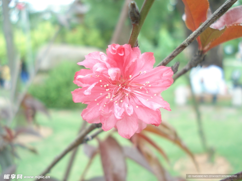 桃花