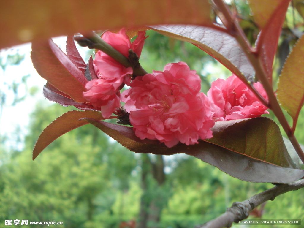 桃花