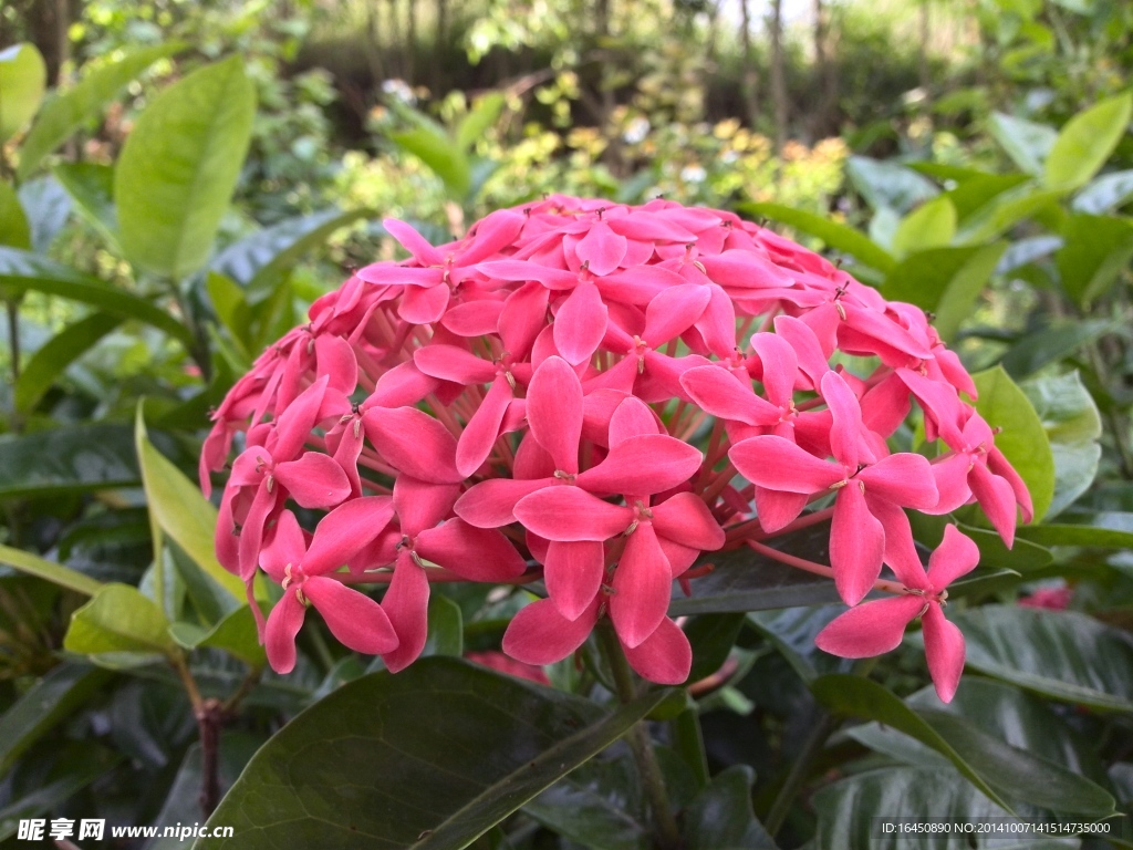 绣球花 花球 红色绣球