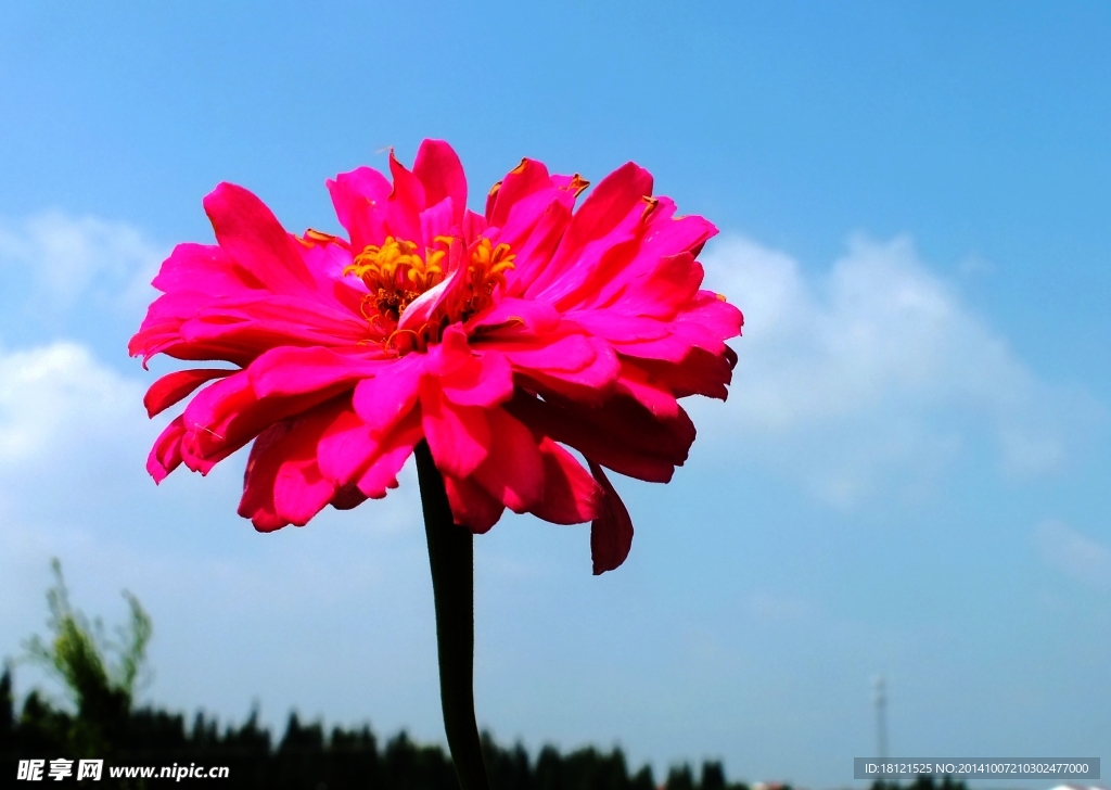 波斯菊