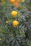 黄花  植物花  草花  