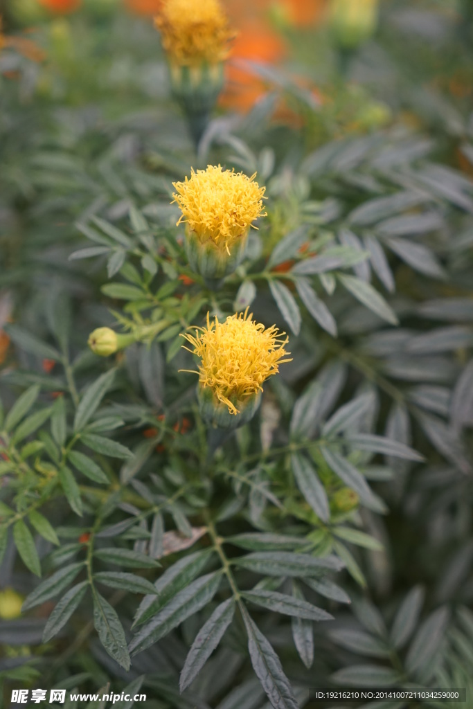 黄花  植物花  草花  