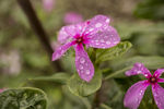 雨后的花朵