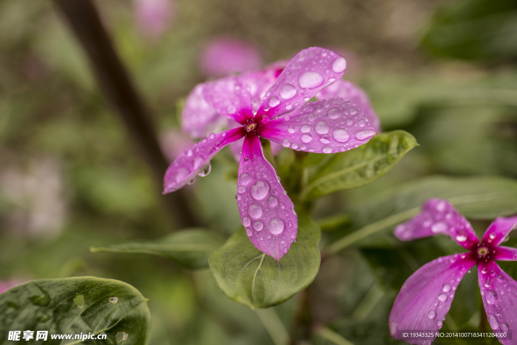 雨后的花朵