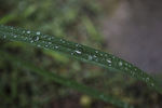 雨后的绿叶