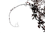 精美花枝