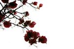 精美花枝