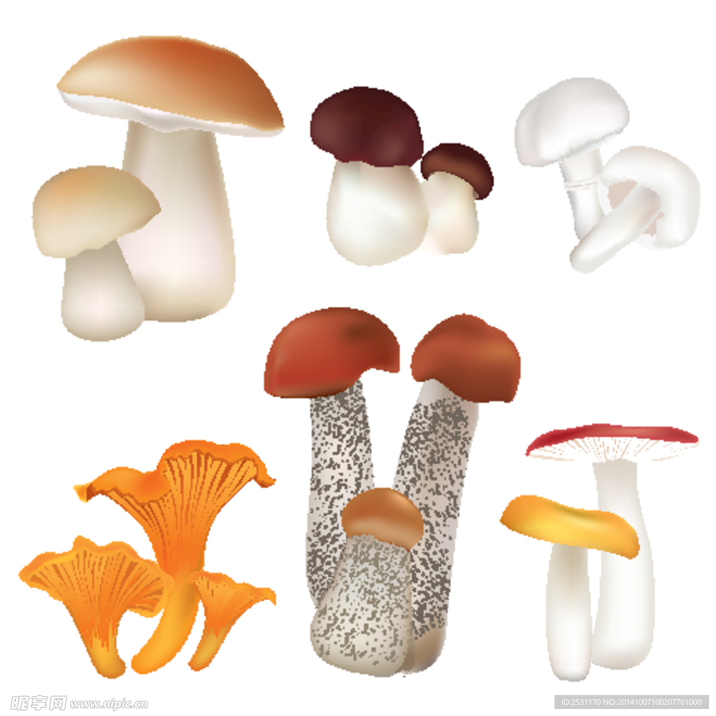 蘑菇