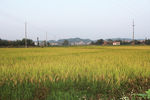 稻田风景