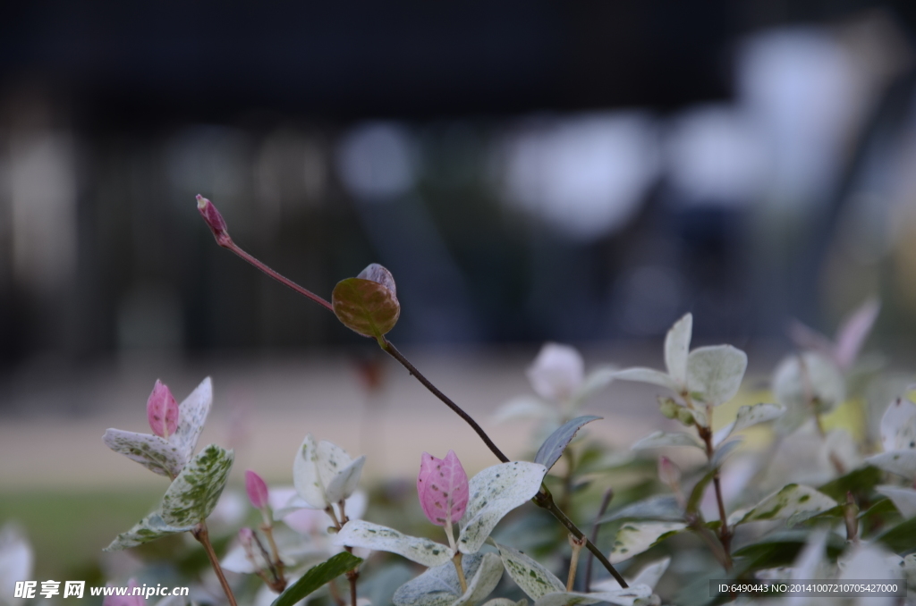 植物花叶络石