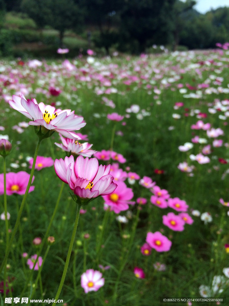 格桑花