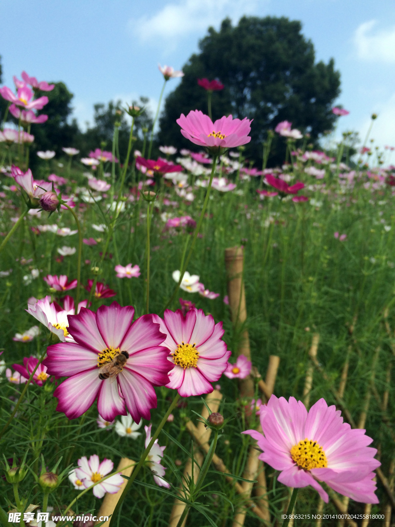 格桑花