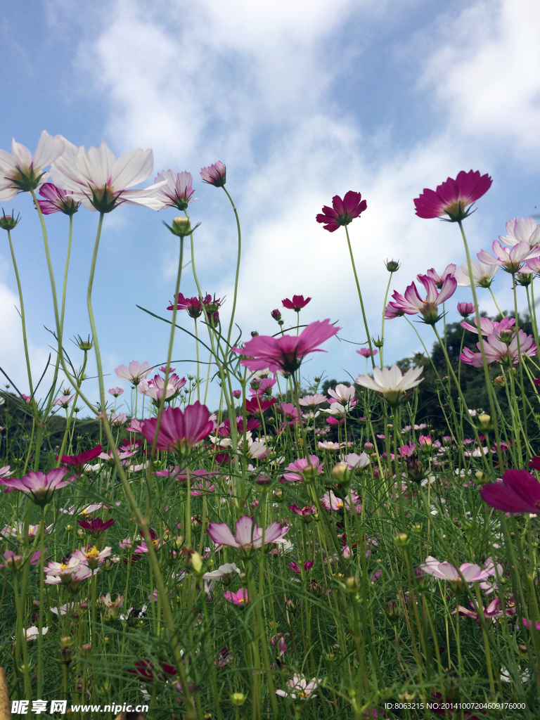 格桑花