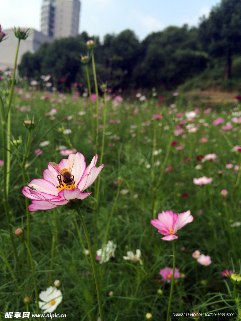 格桑花