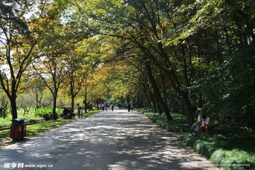 秋景道路