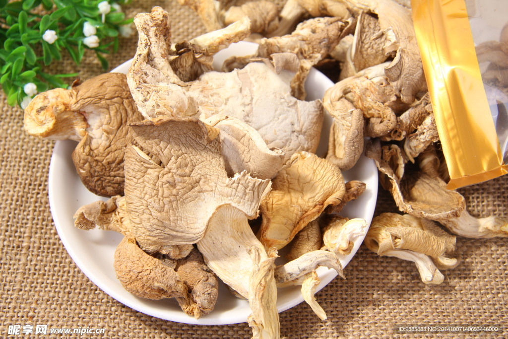 鲍鱼菇