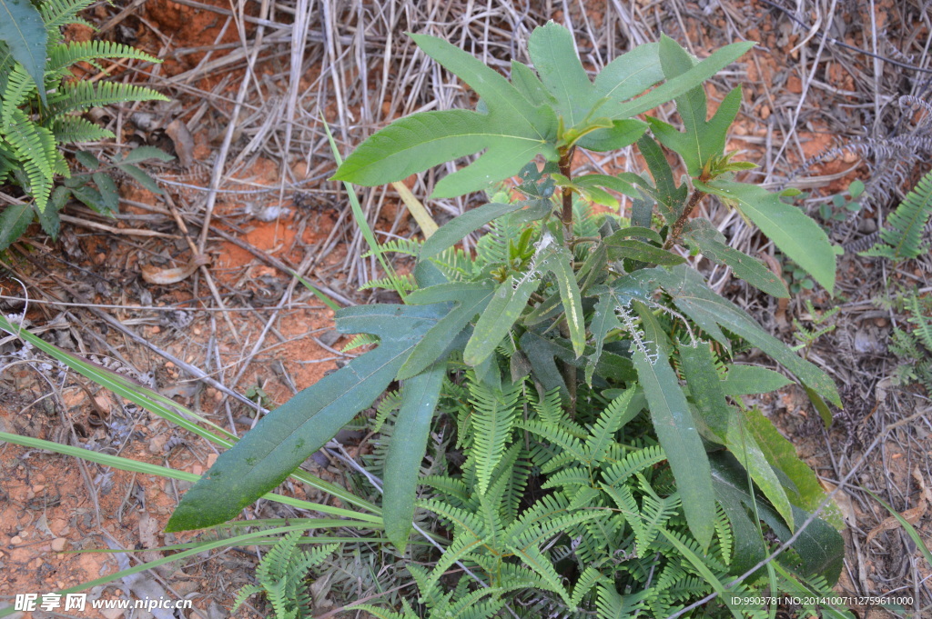 五指毛桃植物