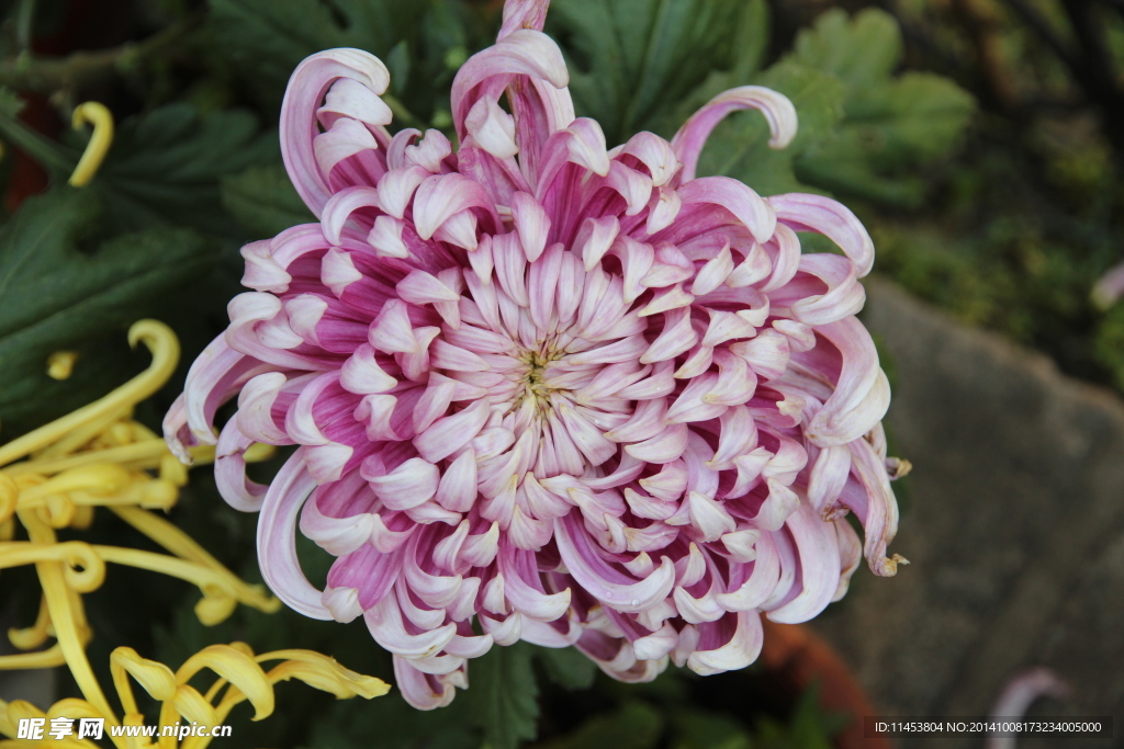 菊花