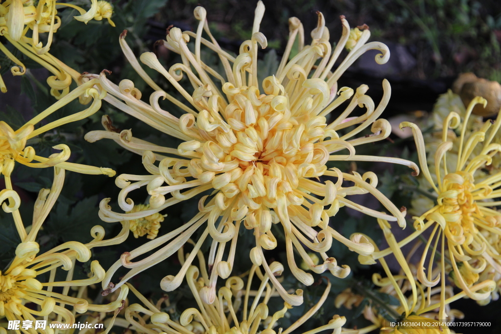 菊花