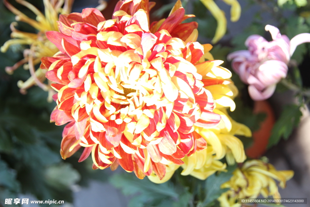 菊花