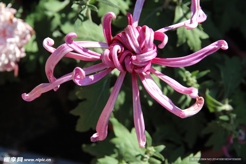 菊花